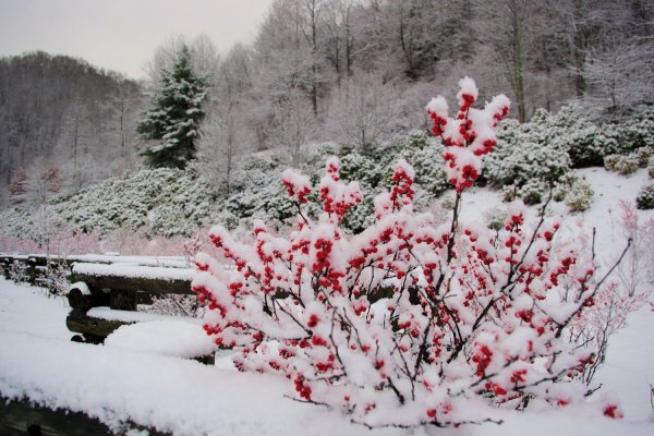 Японский сад зимой