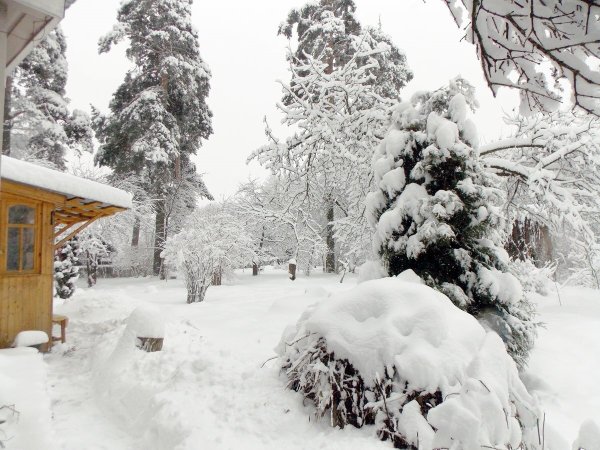 Зима в саду