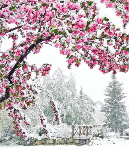 Красивый сад зимой