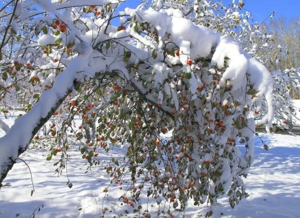 Дичка яблоня зимой