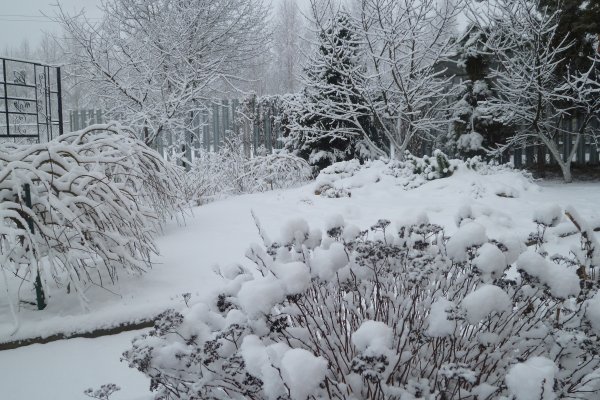 Сад в снегу