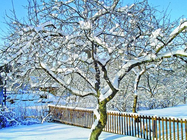 Деревья в саду зимой