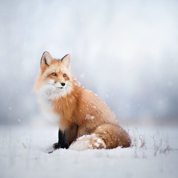 Лисенок в снегу