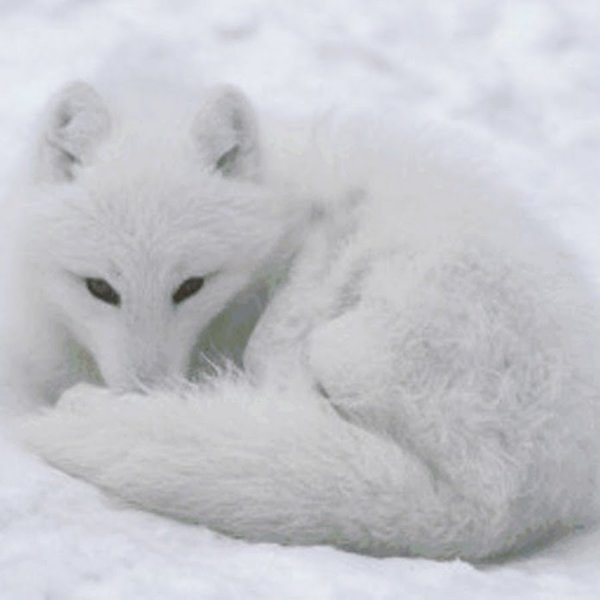 Снежная лиса