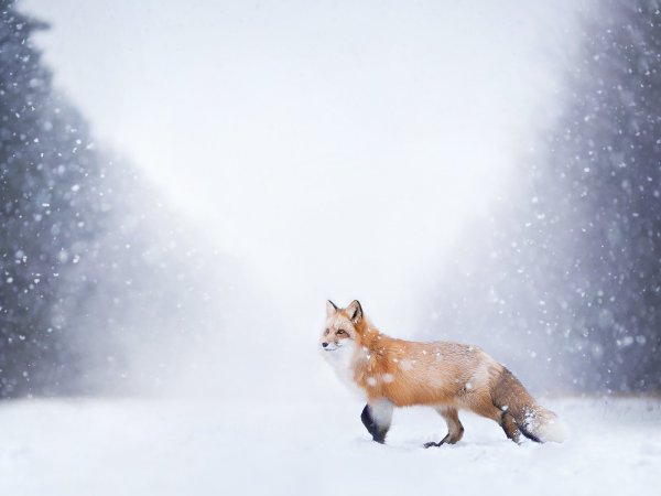 Животные в снегу фон