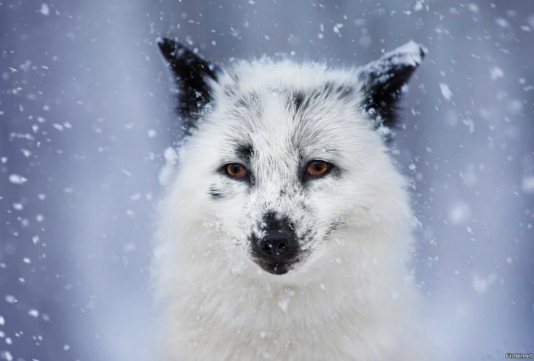 Мраморный песец