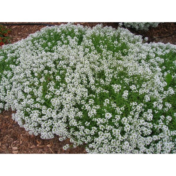 Алиссум снежный ковер