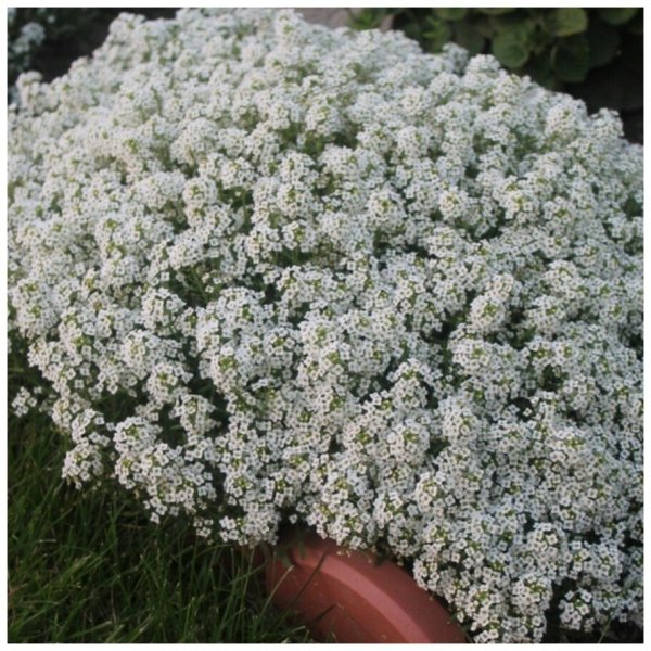 Алиссум однолетний