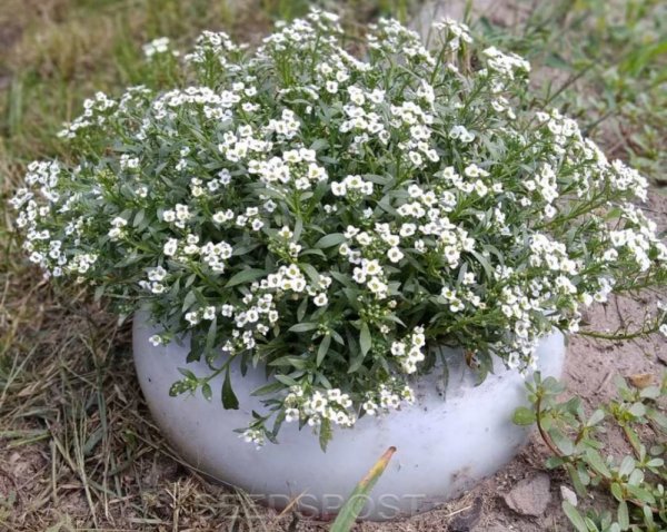 Ясколка снежный ковёр