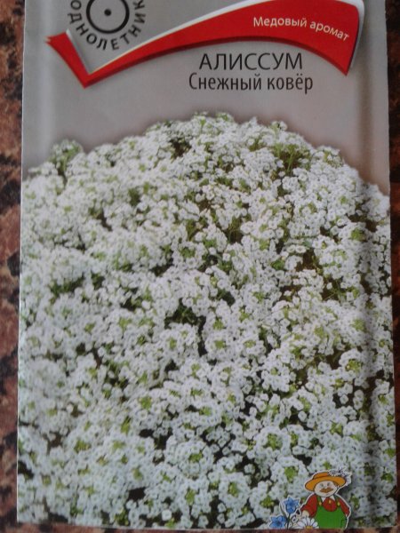 Алиссум многолетний снежный ковер