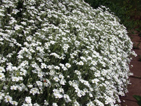 Ясколка Биберштейна зимостойкость