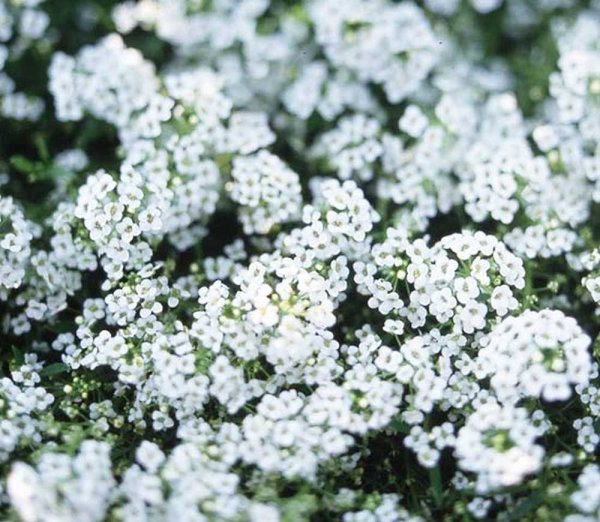 Алиссум Вондерленд Уайт