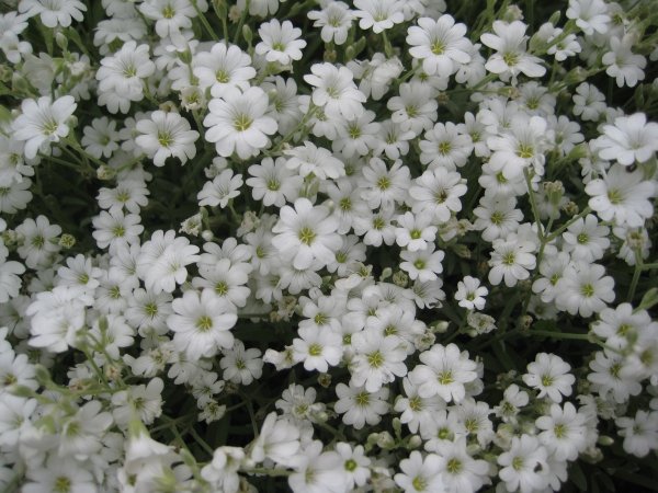 Снежный ковер цветы