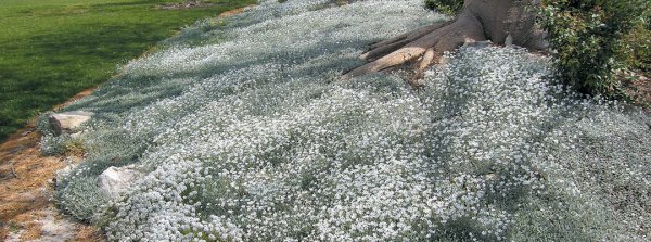 Ясколка войлочная Хрустальный водопад