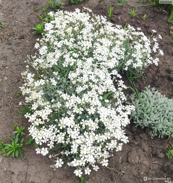 Ясколка Биберштейна серебряный ковёр