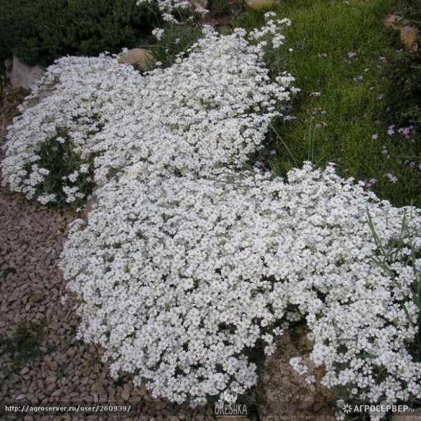 Ясколка войлочная (Cerastium tomentosum)