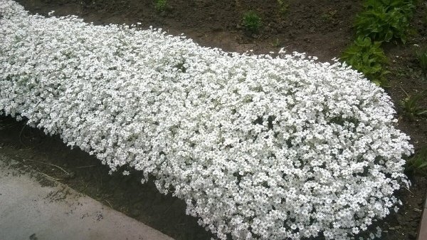 Ползучая Ясколка