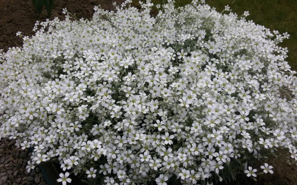 Ясколка войлочная