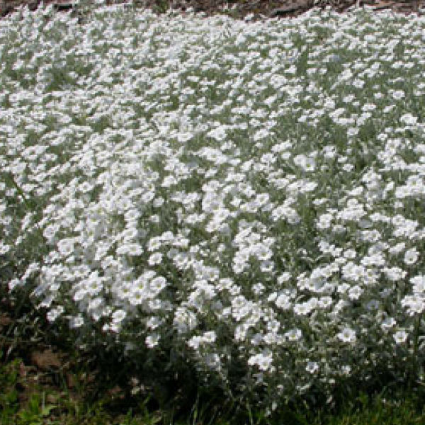 Ясколка войлочная (Cerastium tomentosum)