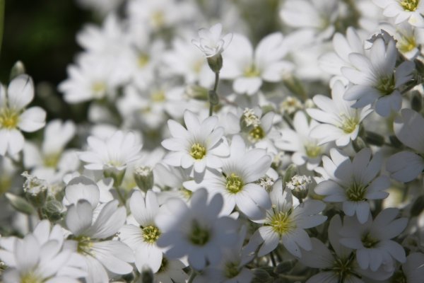 Ясколка Silberteppich