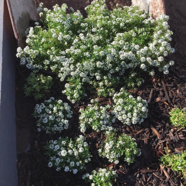 Лобулярия Сноу карпет