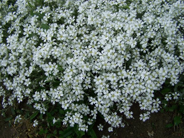 Ясколка войлочная Silberteppich