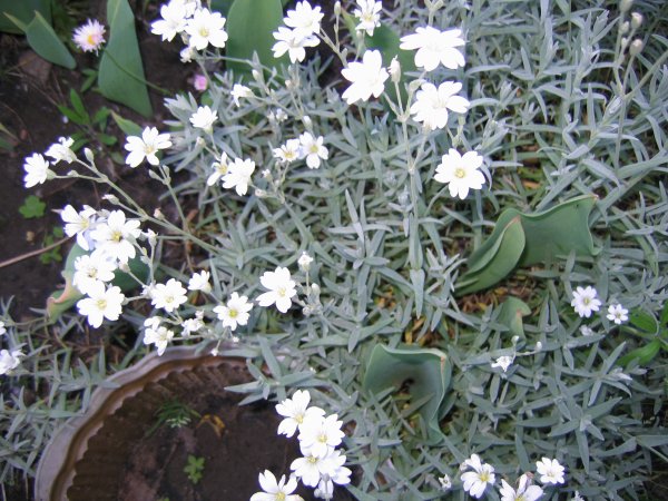 Ясколка снежный