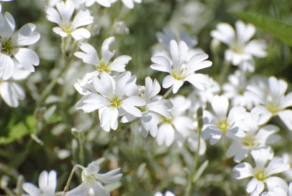 Ясколка войлочная Silberteppich