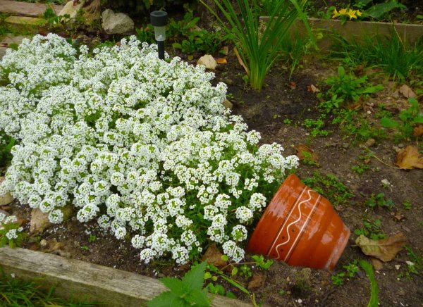 Алиссум снежный ковер