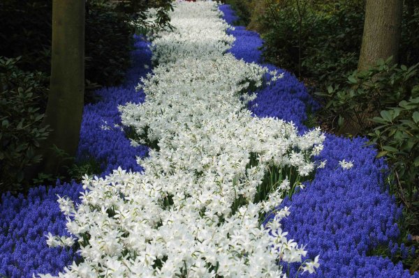 Клумба алиссум Ясколка