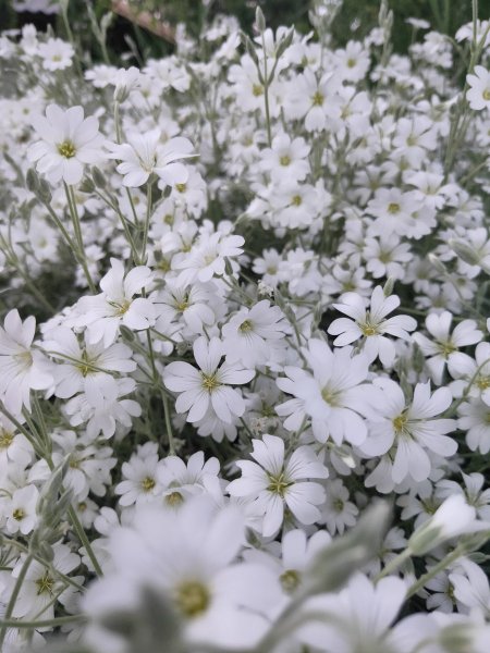 Ясколка войлочная Биберштейна