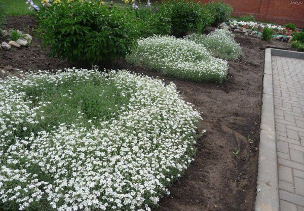 Ясколка войлочная Биберштейна