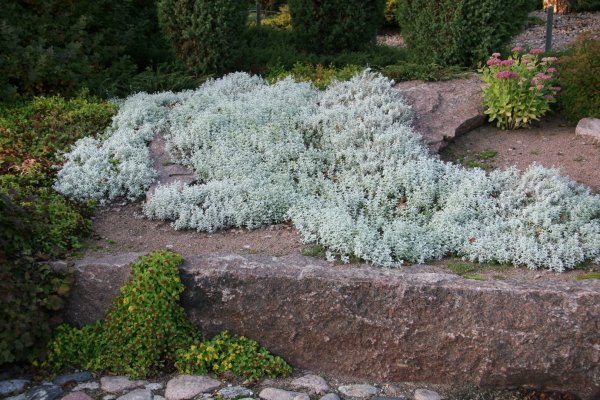 Ясколка войлочная Хрустальный водопад