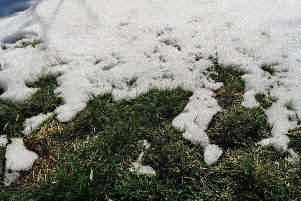 Газон под снегом