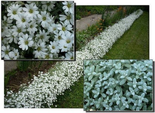 Ясколка Сильвер Вайт