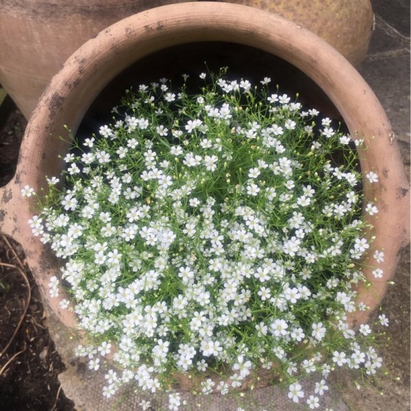 Гипсофила Ясколка