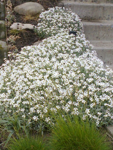 Ясколка Биберштейна