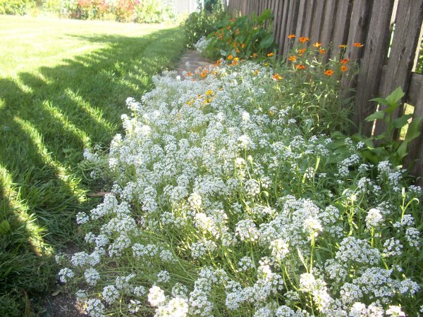 Алиссум снежный