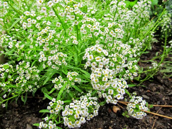 Алиссум Lucia White