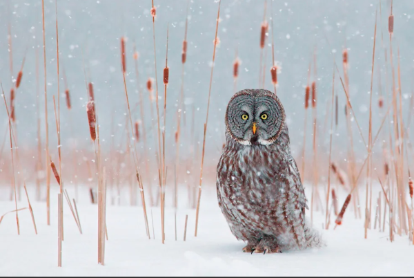 Зимние животные