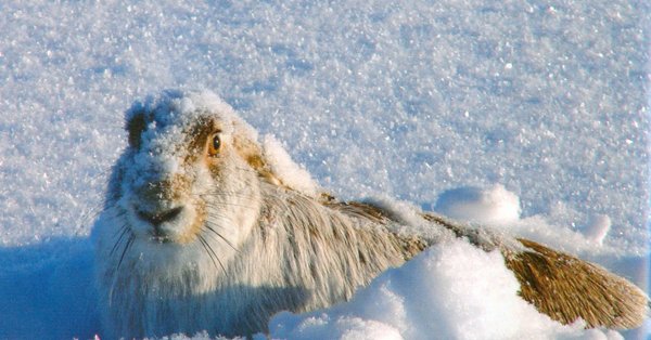 Животные под снегом