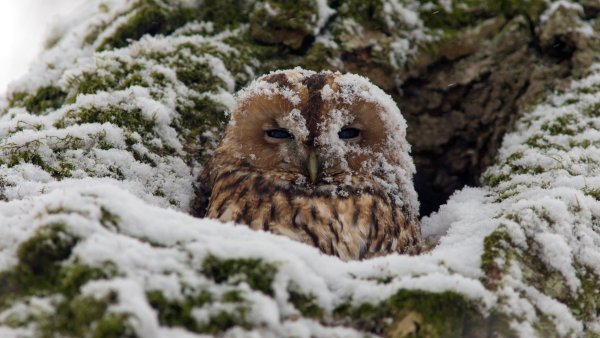 Снежный Филин