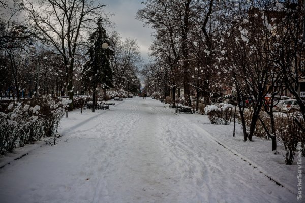 Природа в Ростове на Дону зимой