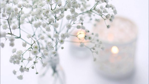 Нежные белые цветы