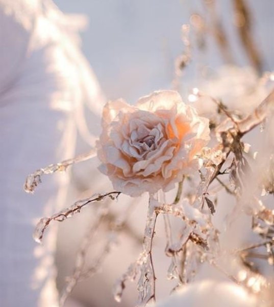 Сноу Флауэр