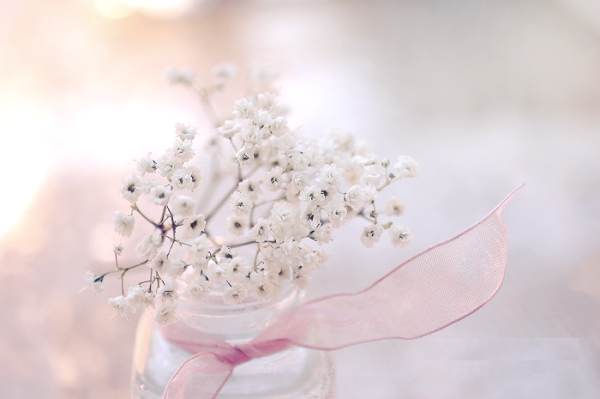 Гипсофила нежность