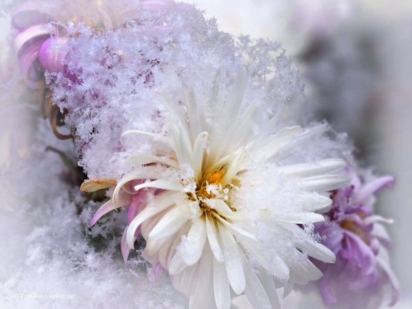 Цветы в снегу