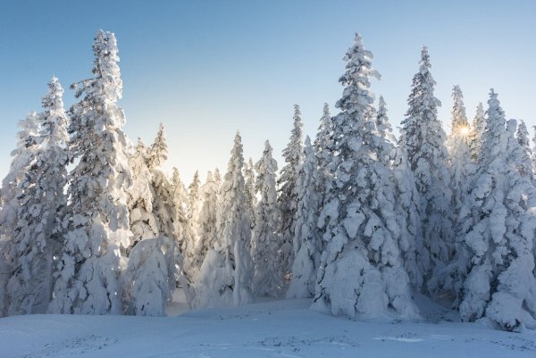 Зимний лес панорама Таганай