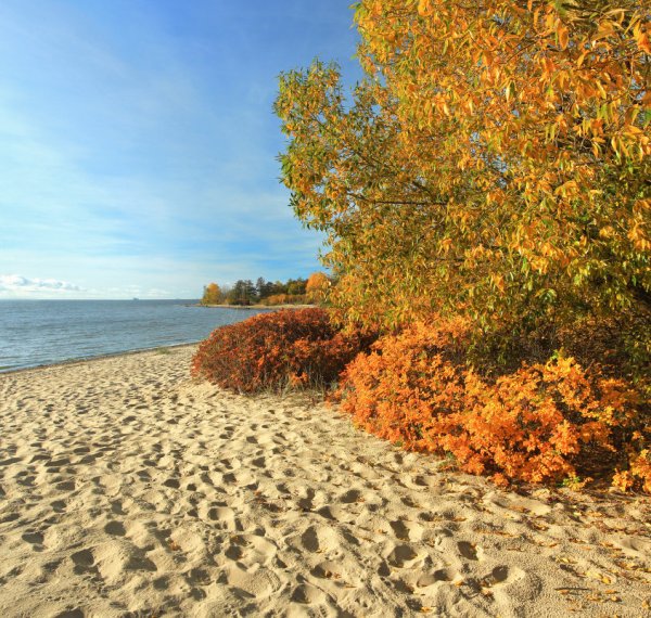 Финский залив Зеленогорск осень