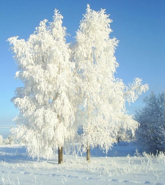 Снежная береза